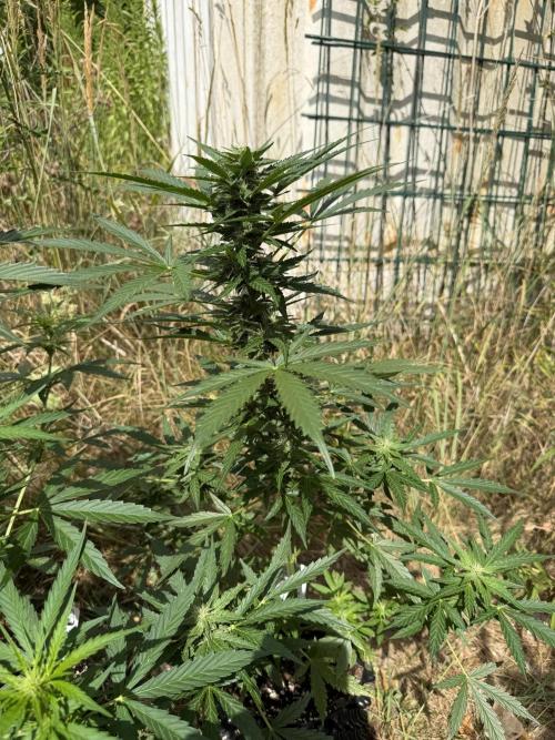 Forbidden Runtz Auto -Sponsored. Week 8