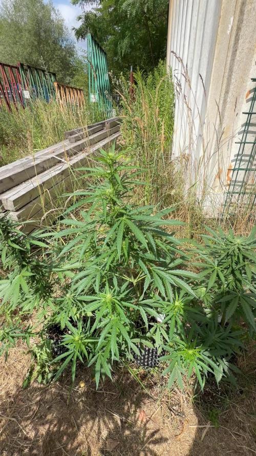 Godfather OG Auto - Sponsored