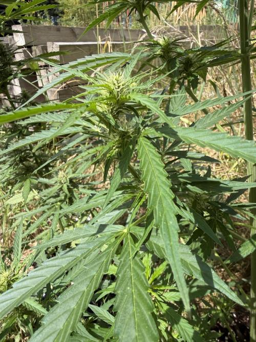 Godfather OG Auto - Sponsored. Week 8