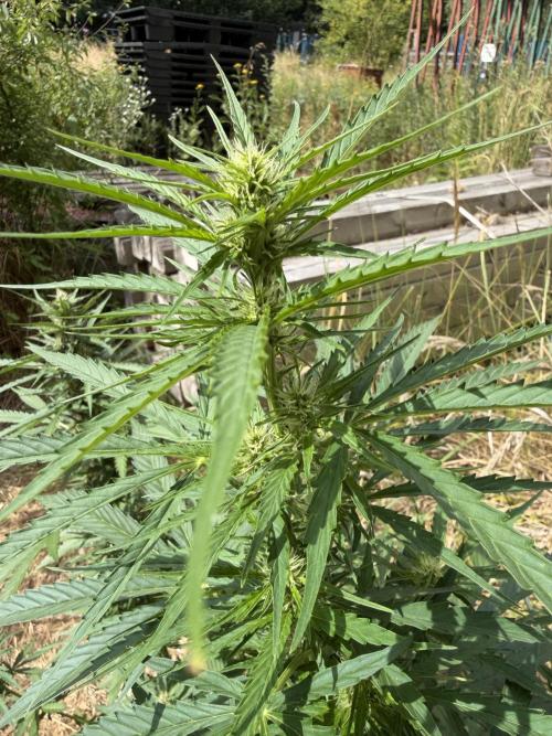 Godfather OG Auto - Sponsored. Week 8