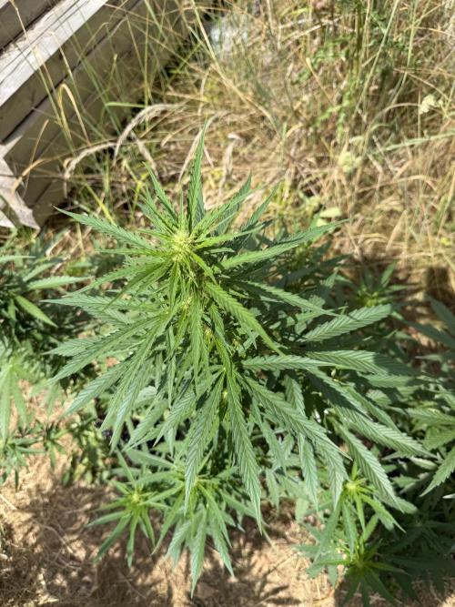 Godfather OG Auto - Sponsored. Week 8