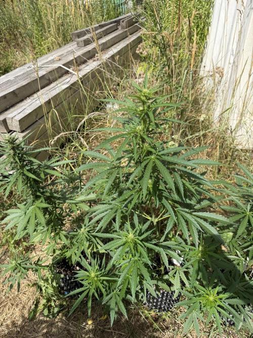 Godfather OG Auto - Sponsored. Week 8