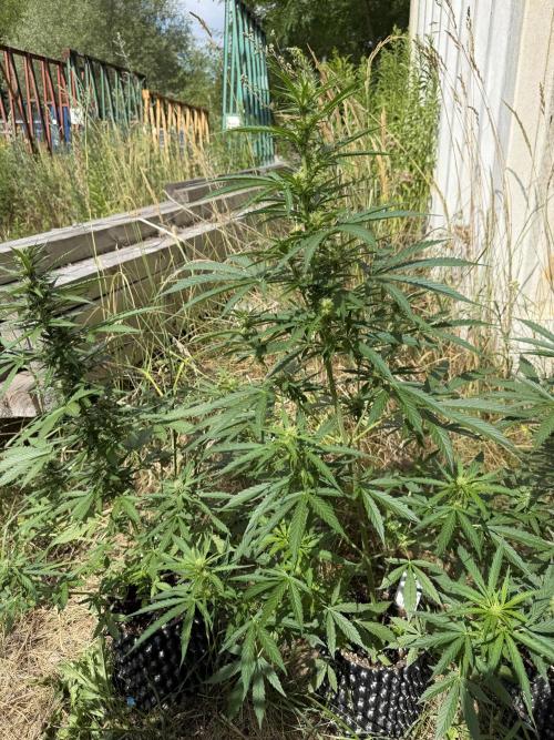 Godfather OG Auto - Sponsored. Week 8