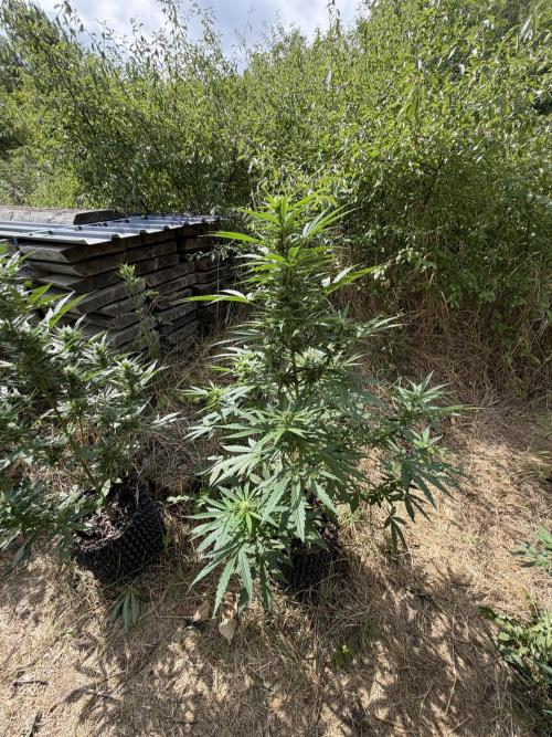 Glookies Auto - Sponsored. Week 8