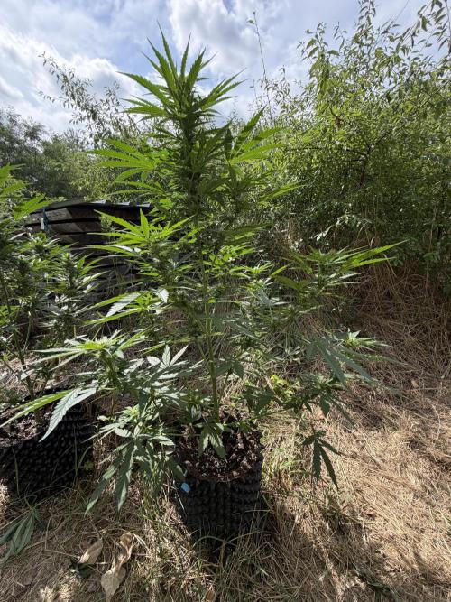 Glookies Auto - Sponsored. Week 8