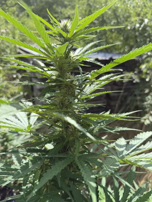 Glookies Auto - Sponsored. Week 8