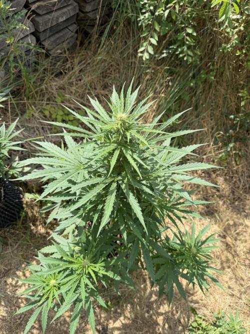 Glookies Auto - Sponsored. Week 8