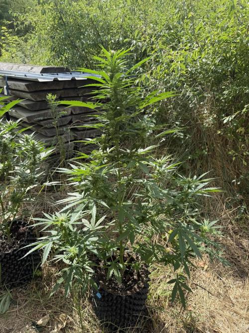Glookies Auto - Sponsored. Week 8