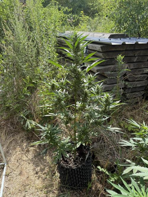 LSD Auto - Sponsored. Week 8
