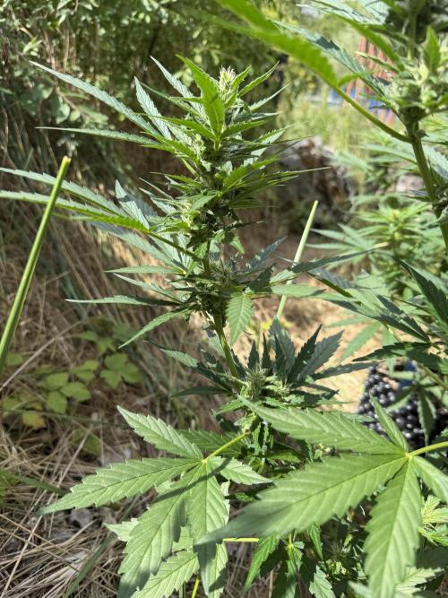 LSD Auto - Sponsored. Week 8