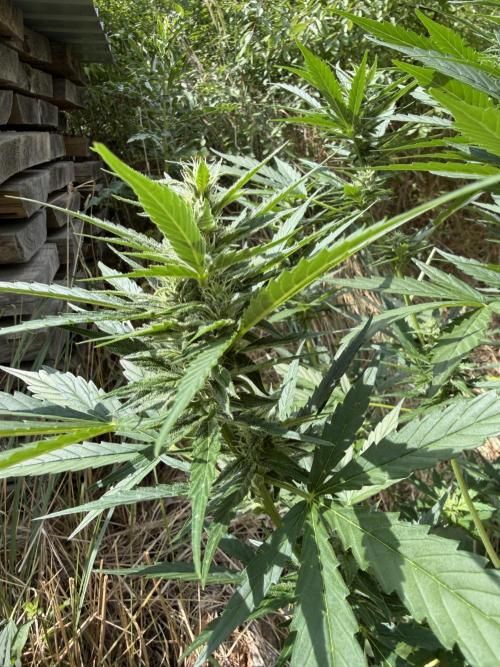 LSD Auto - Sponsored. Week 8