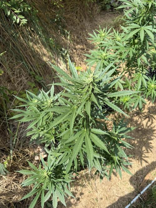 LSD Auto - Sponsored. Week 8