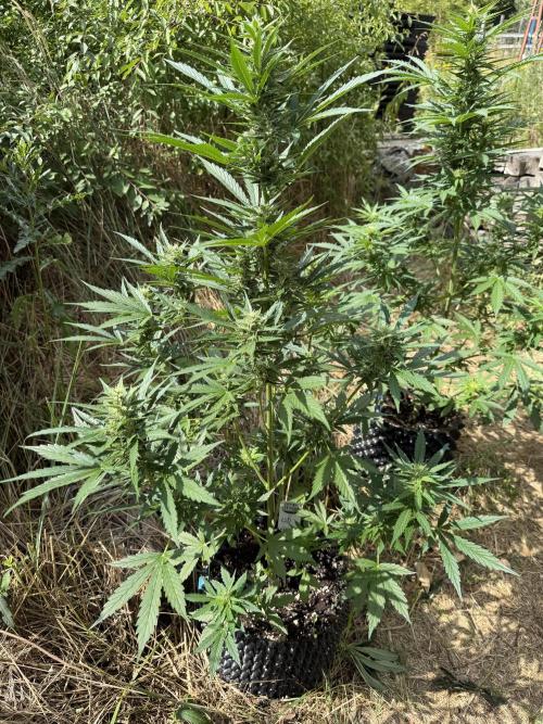 LSD Auto. Week 8
