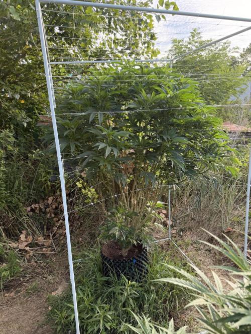 46 Kush - Outdoor 2026. Week 21