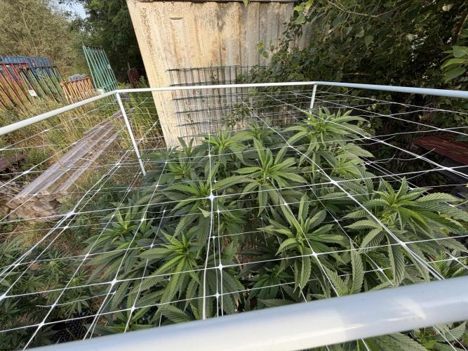 46 Kush - Outdoor 2026. Week 21