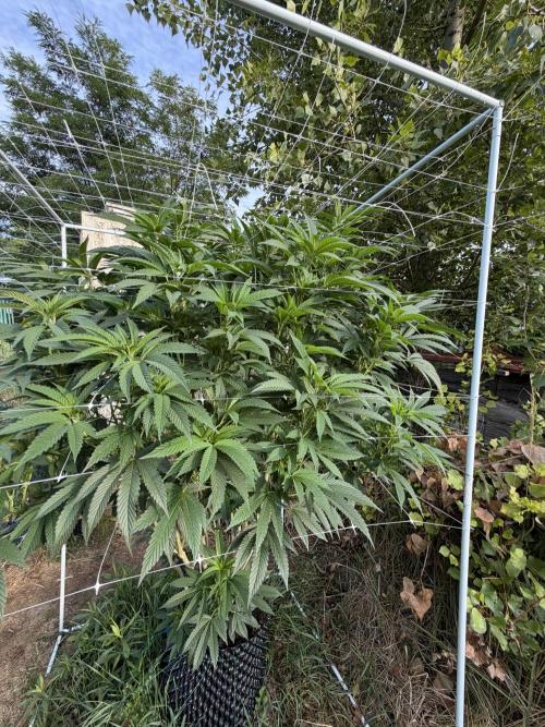 46 Kush - Outdoor 2026. Week 21