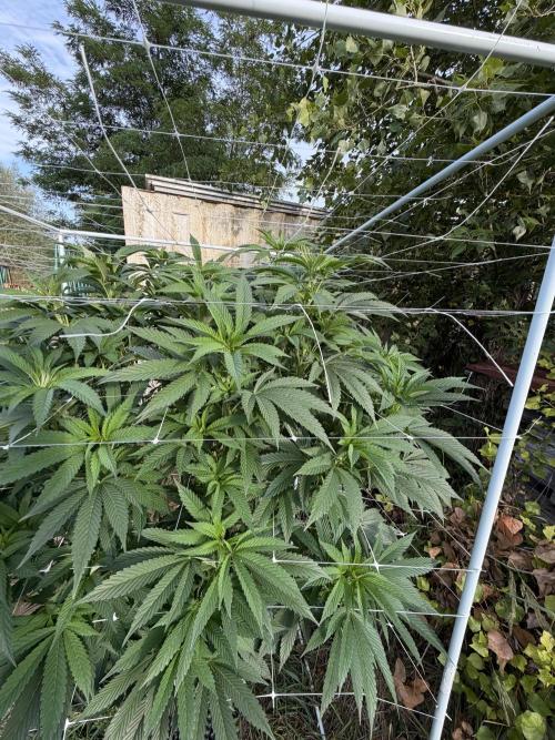 46 Kush - Outdoor 2026. Week 21