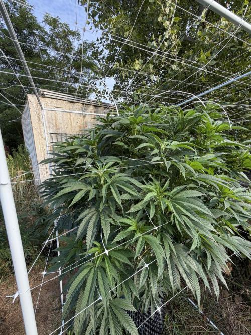 46 Kush - Outdoor 2026. Week 21