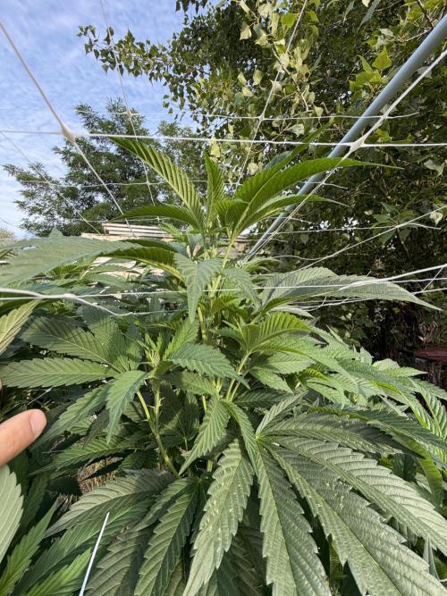 46 Kush - Outdoor 2026. Week 21