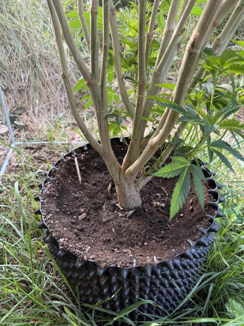 46 Kush - Outdoor 2026. Week 21