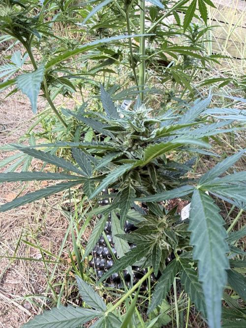 Forbidden Runtz Auto -Sponsored. Week 9
