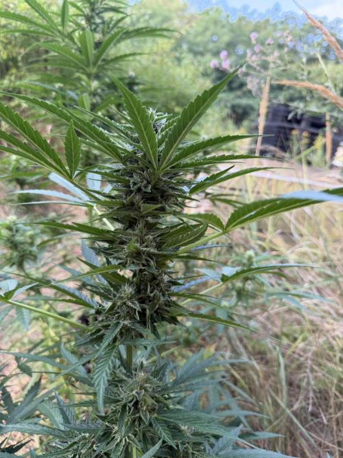Forbidden Runtz Auto -Sponsored. Week 9