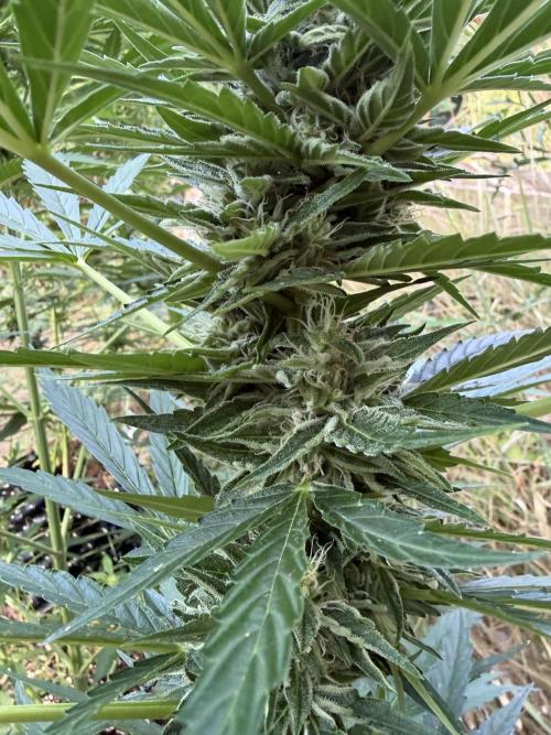 Forbidden Runtz Auto -Sponsored. Week 9