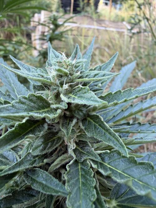 Forbidden Runtz Auto -Sponsored. Week 9