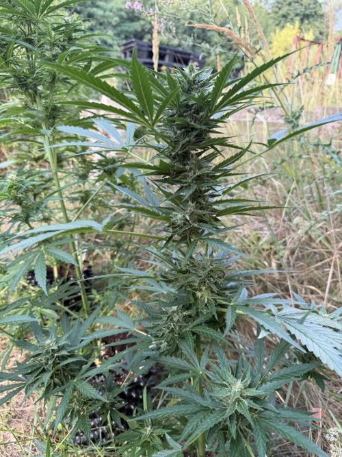 Forbidden Runtz Auto -Sponsored. Week 9