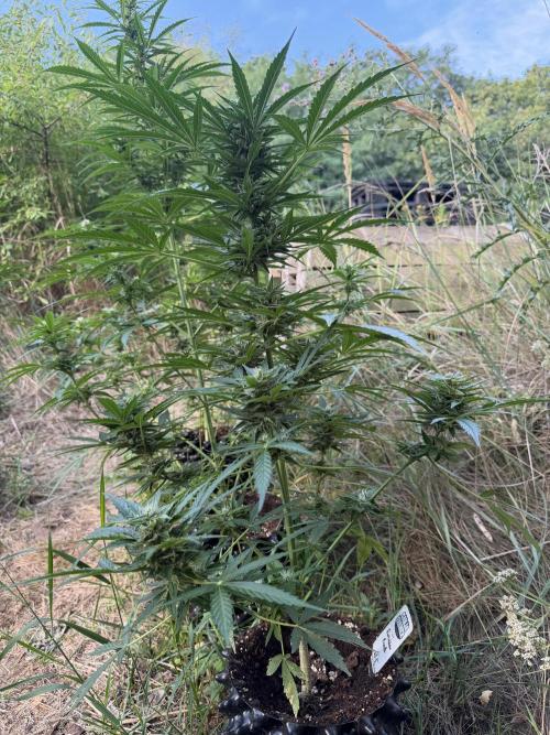 Forbidden Runtz Auto -Sponsored. Week 9