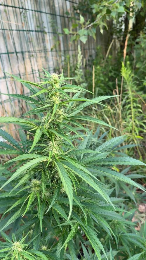 Godfather OG Auto - Sponsored