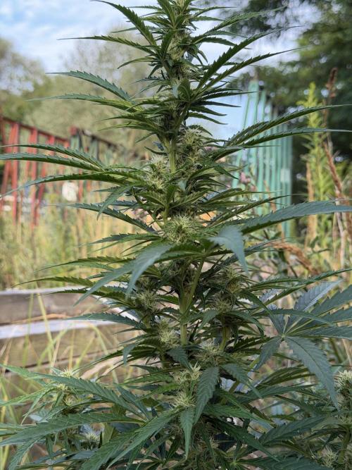 Godfather OG Auto - Sponsored. Week 9