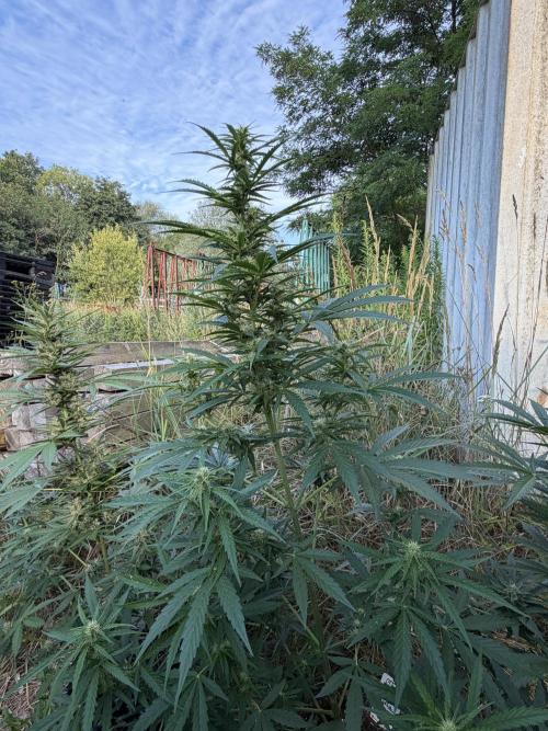 Godfather OG Auto - Sponsored. Week 9