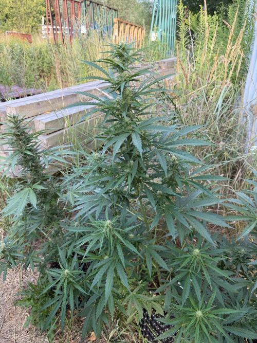 Godfather OG Auto - Sponsored. Week 9