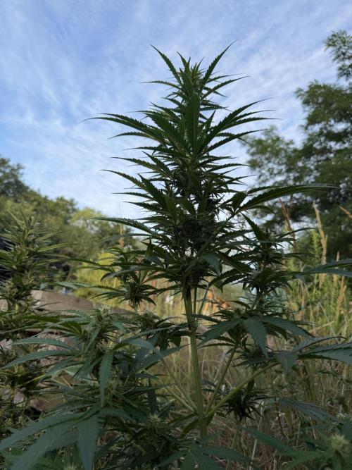 Godfather OG Auto. Week 9
