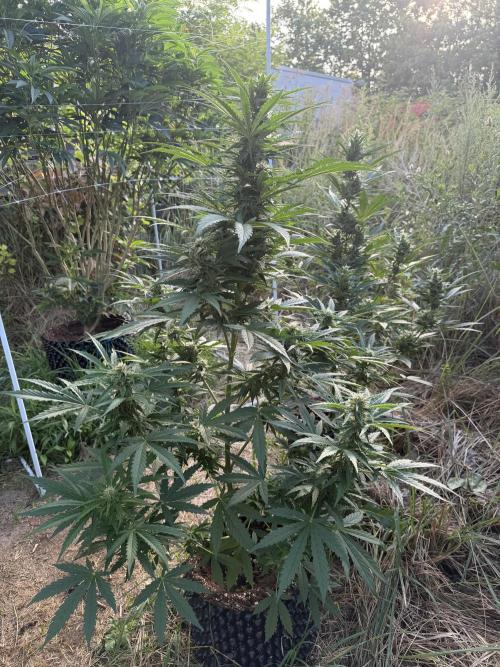 Glookies Auto - Sponsored. Week 9