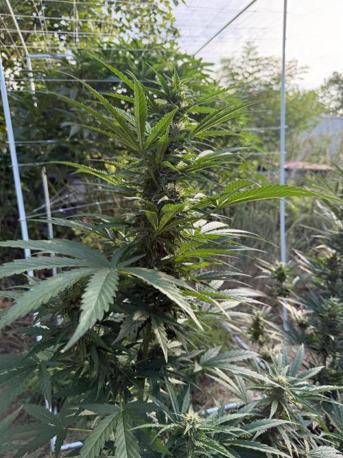 Glookies Auto - Sponsored. Week 9