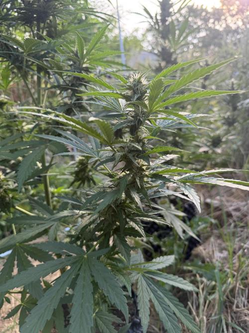 Glookies Auto - Sponsored. Week 9