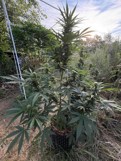 Glookies Auto - Sponsored. Week 9