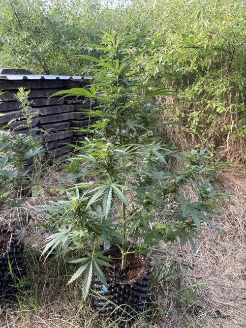 Glookies Auto - Sponsored. Week 9