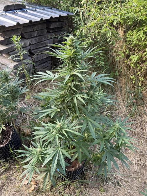 Glookies Auto - Sponsored. Week 9