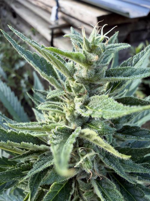 LSD Auto - Sponsored. Week 9