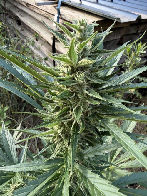 LSD Auto - Sponsored. Week 9
