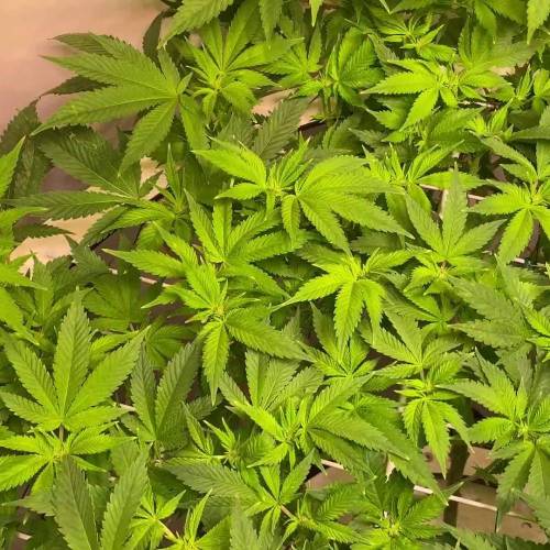 Northern Lights by Zamnesia - DWC