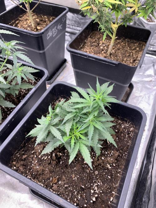 Wedding Crasher. Week 3