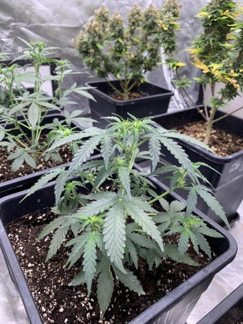 Wedding Crasher. Week 3