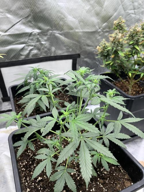 Wedding Crasher. Week 3