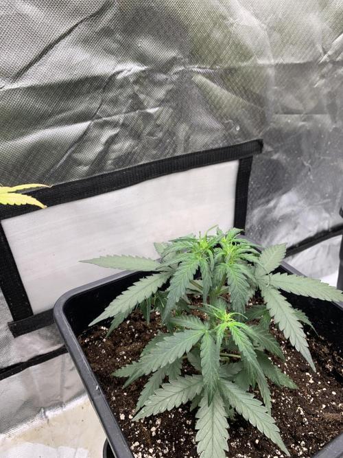 Wedding Crasher. Week 3