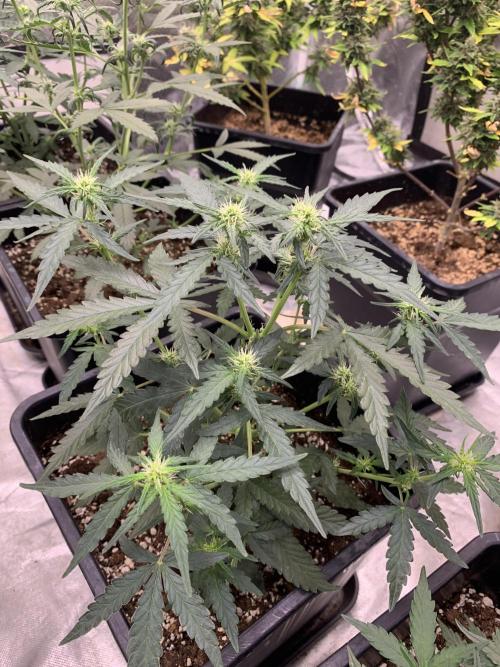 Wedding Crasher. Week 4