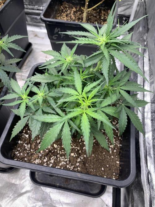 Wedding Crasher. Week 4